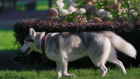 Schöner-Hundepark-Mit-Grünem-Gras-Aus-Nächster-Nähe.-Entzückende-Laika-Laufwiese.