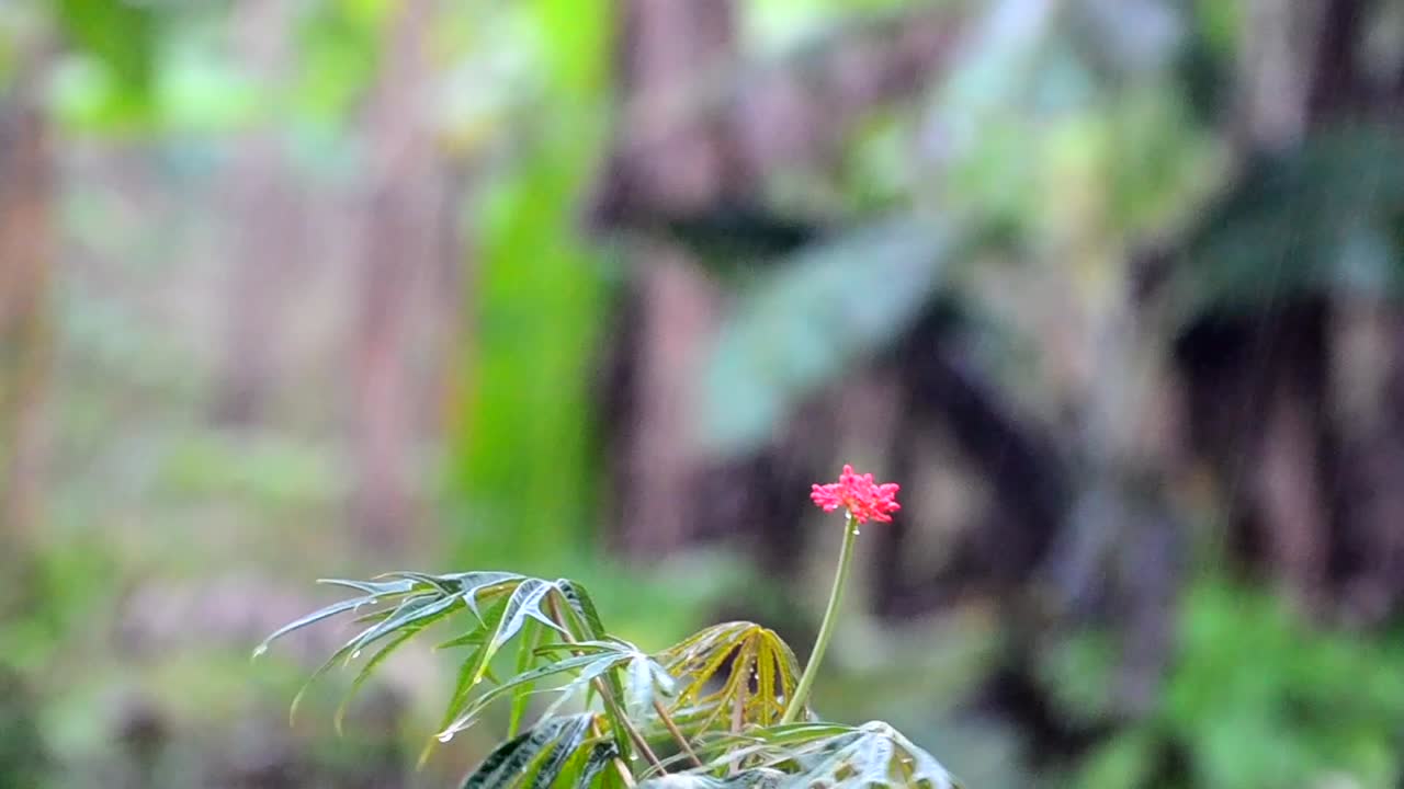 toma de primer plano de fuertes lluvias monzónicas en una sola flor rosa parada frente a una plantación de plátanos borrosa
