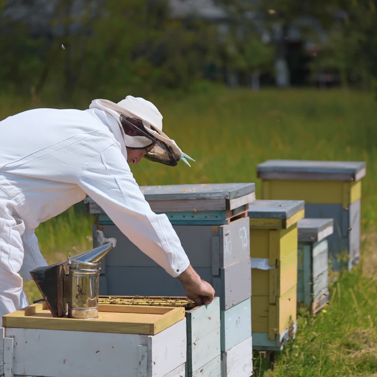 Beekeeper works near hives in summer. Male apiarist in protective white suit inspecting bees in beehive on green nature background