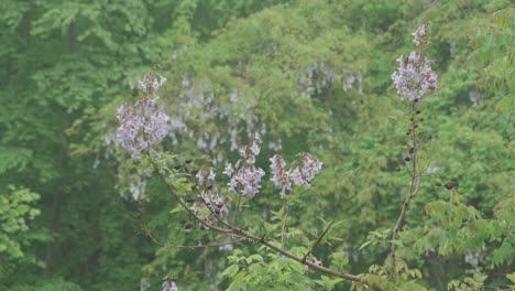 flores florecen en las plantas a lo largo del arroyo wissahickon
