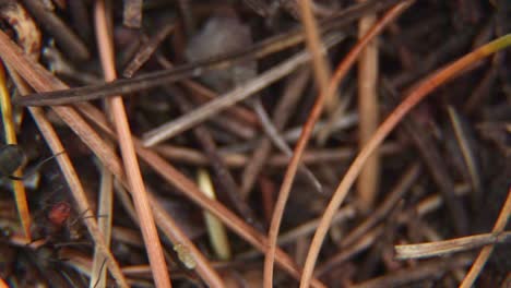 ants macro close up  in the evening
