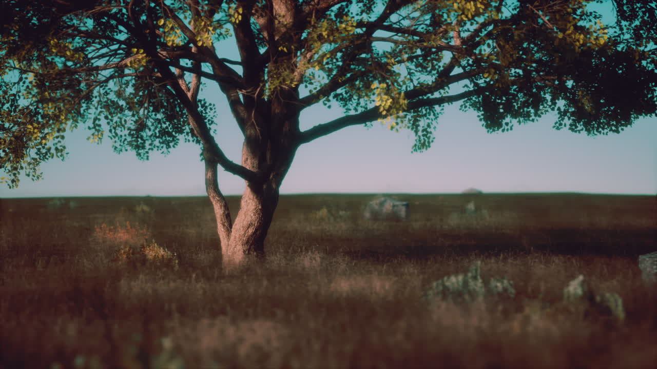 Kenya park savannah stunning landscape with a single tree