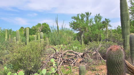 revealing shot of a man looking at botanical plants at the garden of arizona-sonora desert museum in tucson, arizona