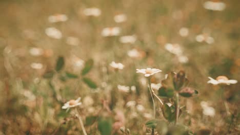 beautiful wildflowers swaying in the wind, captured with a petzval-style lens that adds a vintage, dreamy atmosphere with soft swirly bokeh and warm pastel tones.