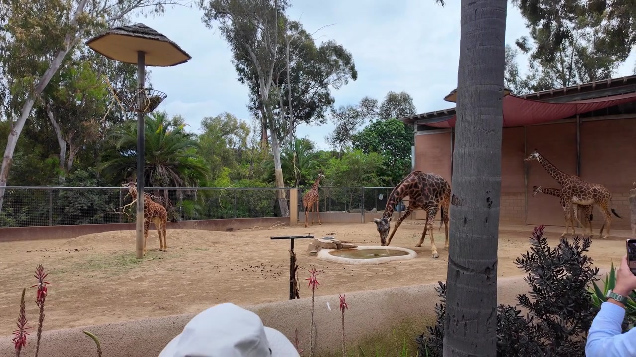 Giraffe che camminano e bevono acqua nel loro recinto dello zoo a San Diego, California.