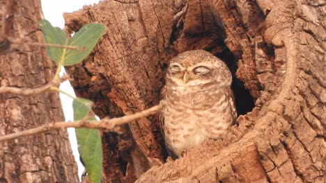 pequeño búho en el árbol durmiendo