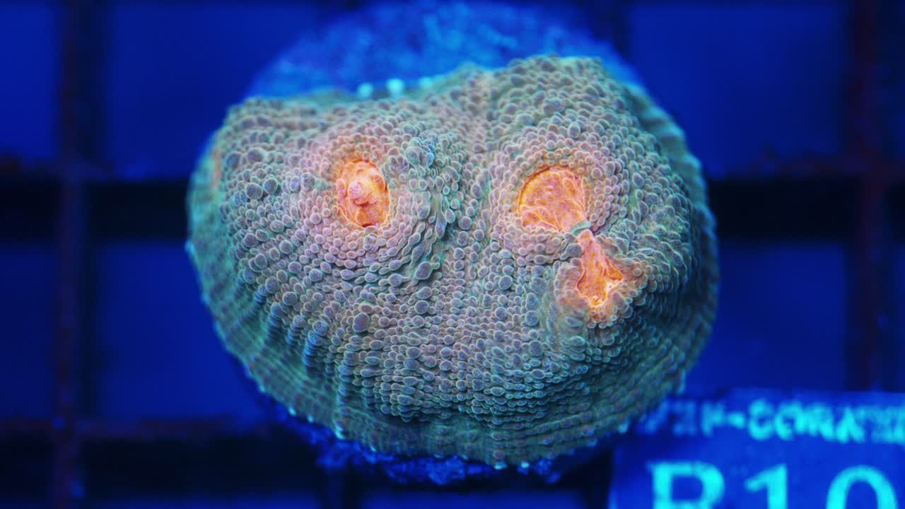 Macro feeding timelapse of a teal and Orange Emerald City Chalice coral under actinic lighting, rare mouths touching