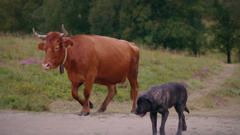 geres national park beautiful shepherd dogs guarding cows medium shot