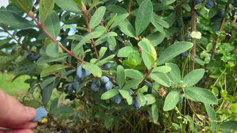 close-up shot of plump and ripe haskap berries being picked from a lush, green bush