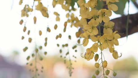 Gelbe-Blume-Cassia-Fistula-Blüht-Im-Sommer,-Hängt-Vom-Baum