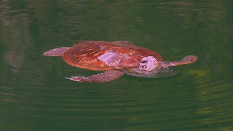 Tortuga-Marina-Verde,-Cabeza-Arriba,-Flotante,-Respiración,-Zen,-Trou-Aux-Tortues,-Agujero-De-Tortuga,-Isla-De-Ouvea,-Islas-De-Lealtad,-Nueva-Caledonia