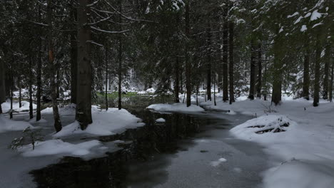 Flying-trough-pine-forest-covered-with-snow-in-winter-season