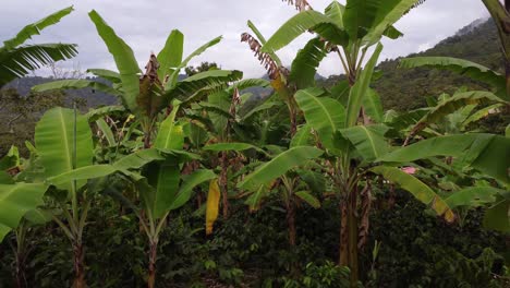volando hacia atrás a través de árboles de plátano en un día frío