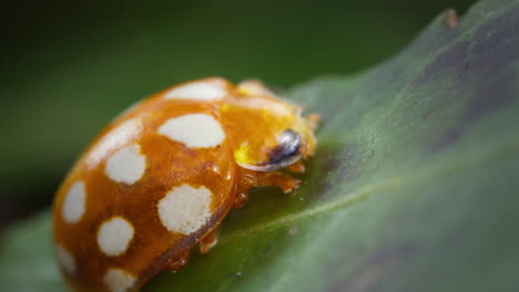 static orange ladybird halyzia sedecimguttata on leaf