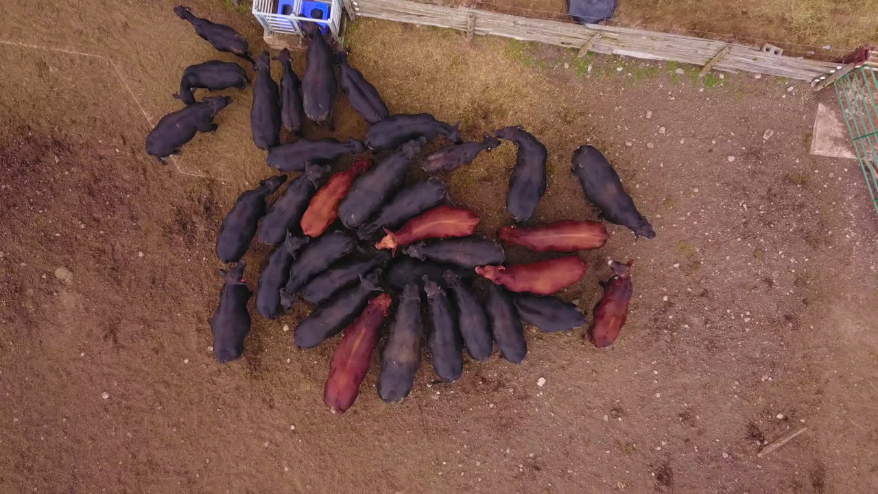 vista aérea de arriba hacia abajo sobre una manada de ganado en una granja