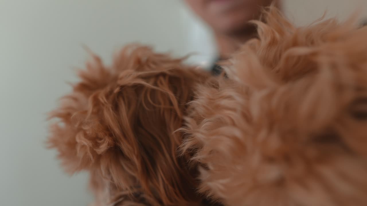 Tutulan İki Sevimli Tüylü Kahverengi Yavru Köpek