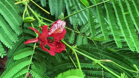 close up shot of a delonix regia flower showing its vibrant, scarlet and orange red petals