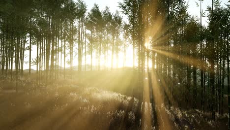 Green-bamboo-forest-in-hills