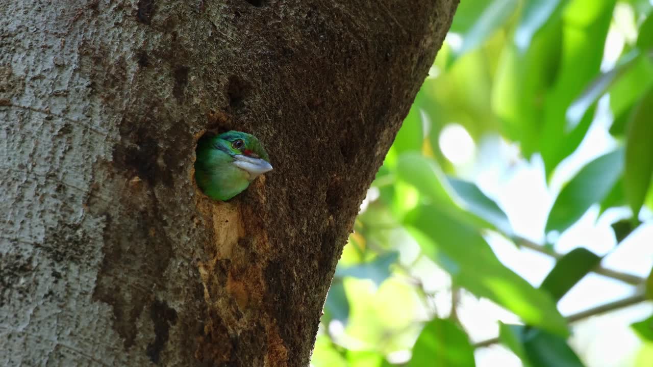 Green Bird Peeking Out of Tree Trunk Nest