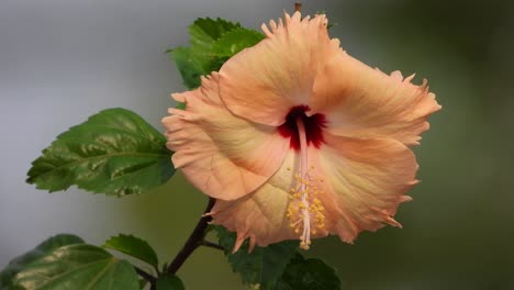 beautiful shoeblackplant flower .