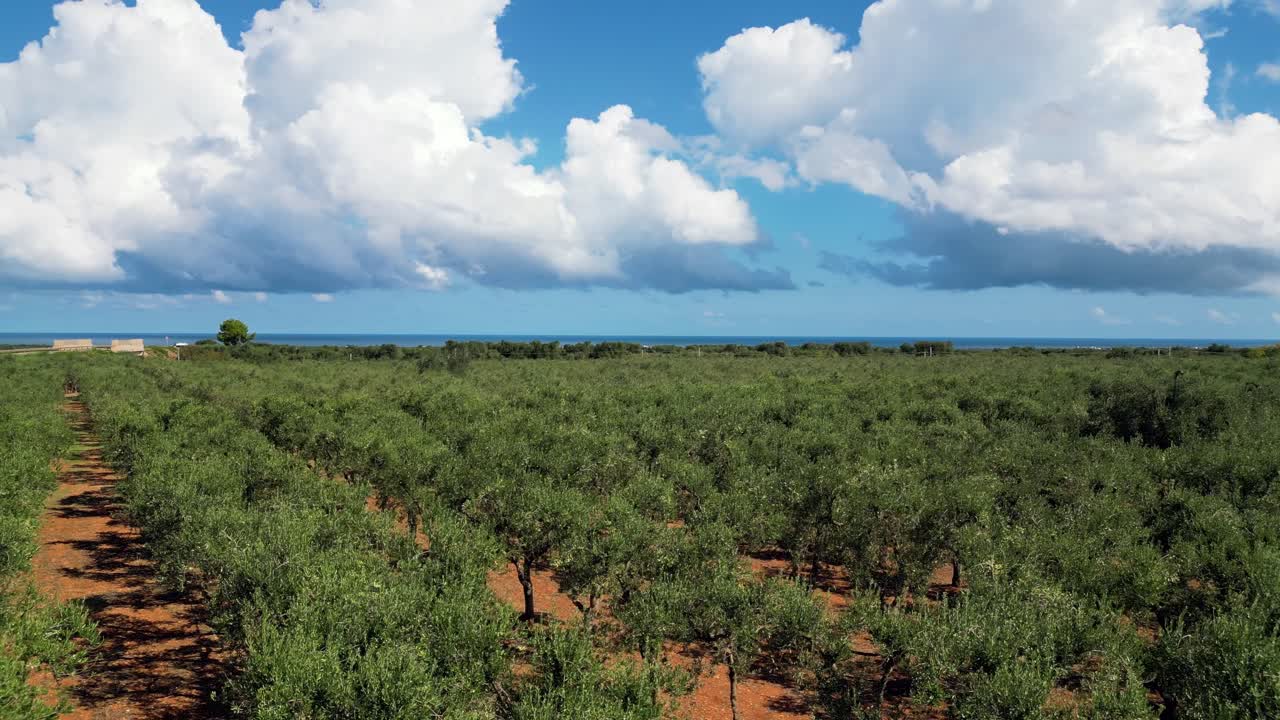 Olive Grove by the Sea