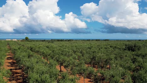 olive grove by the sea