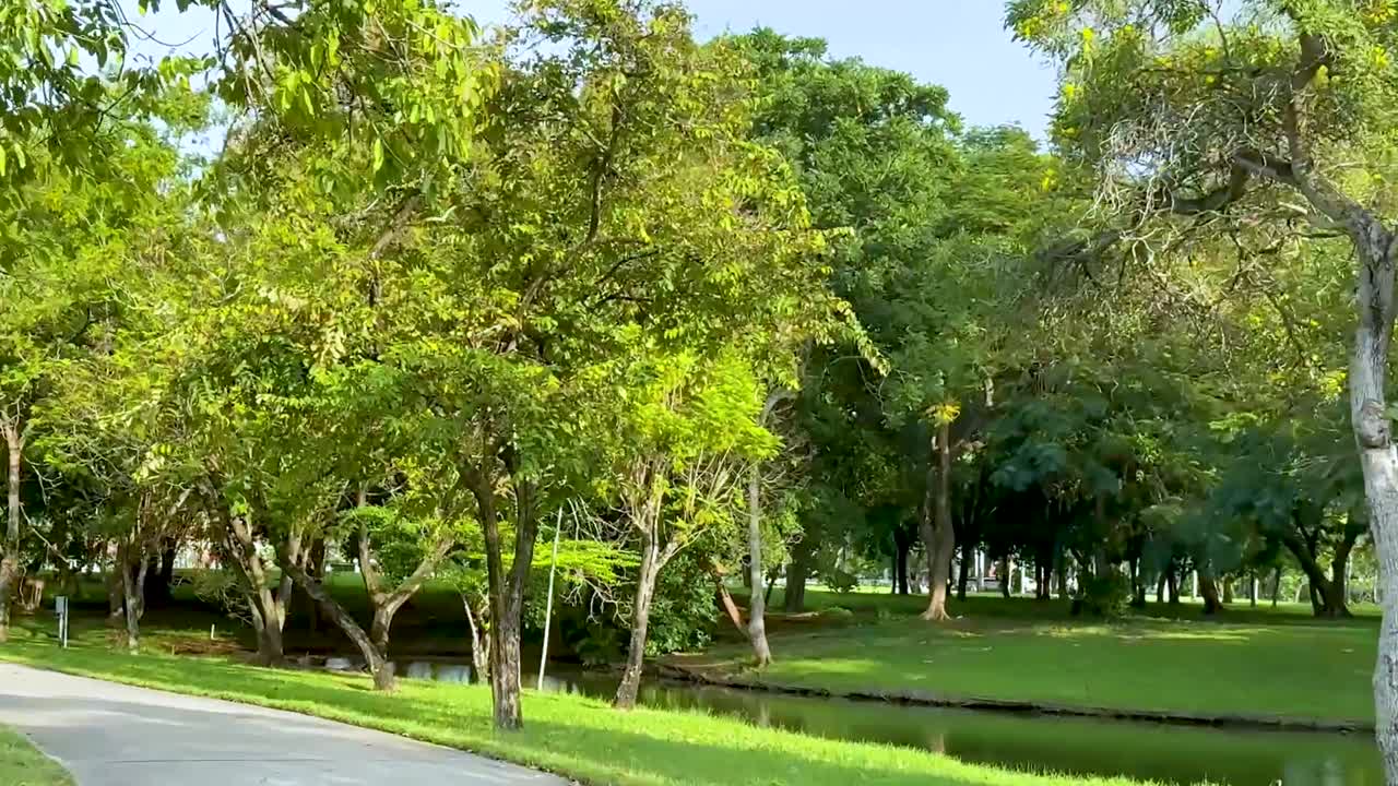 A winding path surrounded by lush trees and vibrant greenery under a clear sky.