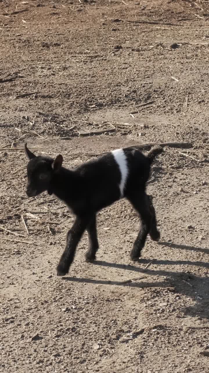 Charming baby goat playfully strolling across a sunny farm landscape