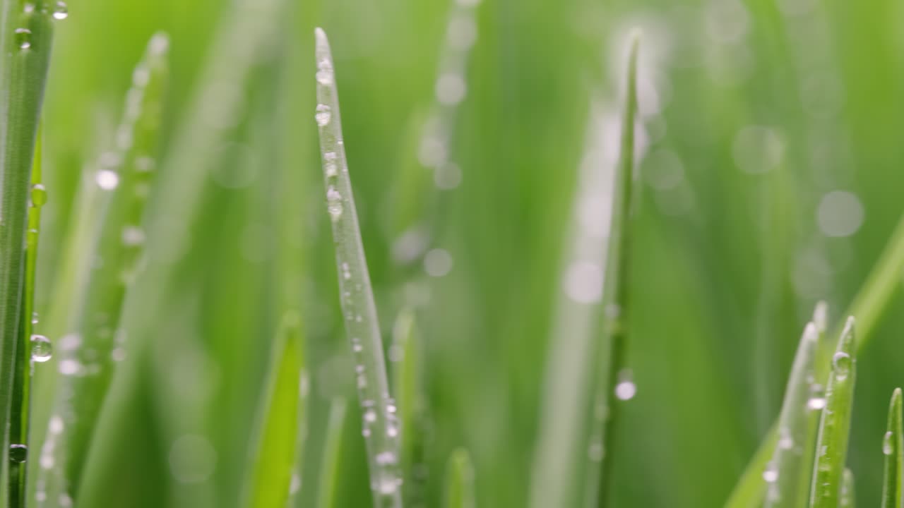 el césped verde es un primer plano súper macro.