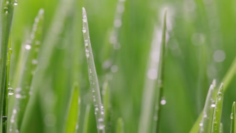 green grass close-up super macro shooting.