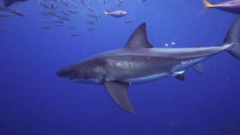 foto de seguimiento de un gran tiburón blanco dando vueltas