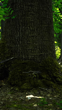 a close up of a tree trunk in a forest