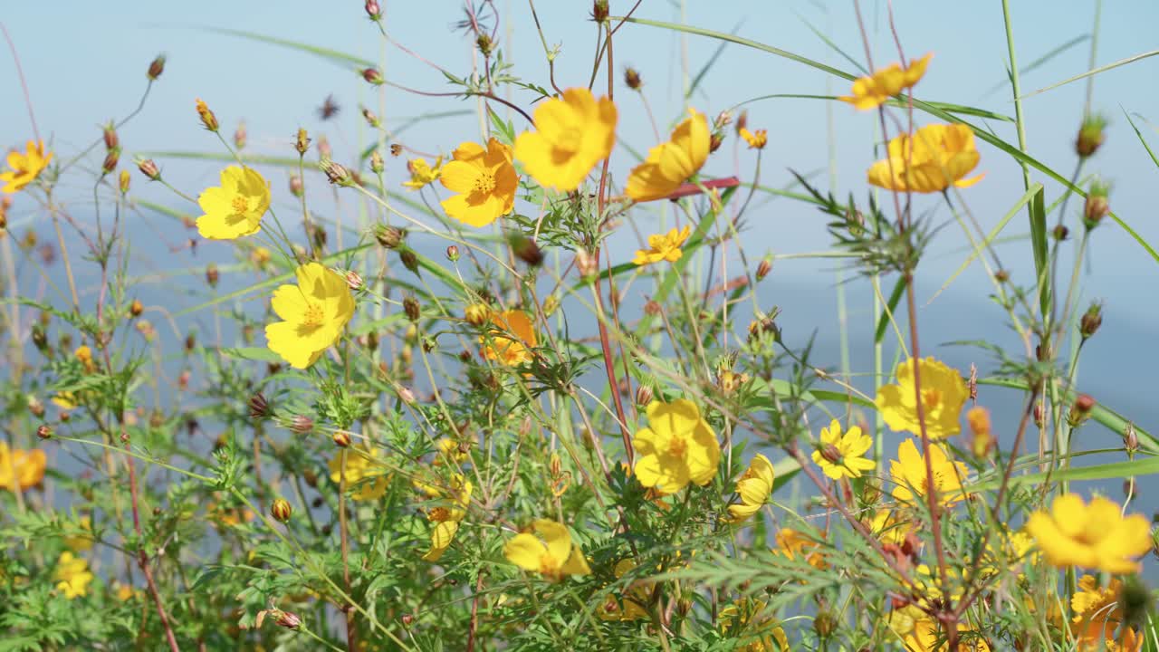 Vibrantes flores amarillas meciéndose suavemente en un campo
