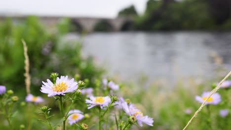 purple daisies blooming near a serene river