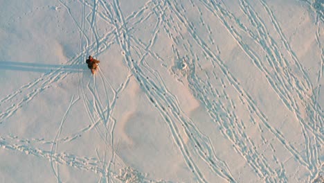 Aerial-top-down-view-of-person-ice-skate-on-frozen-lake-with-long-sunset-shadow