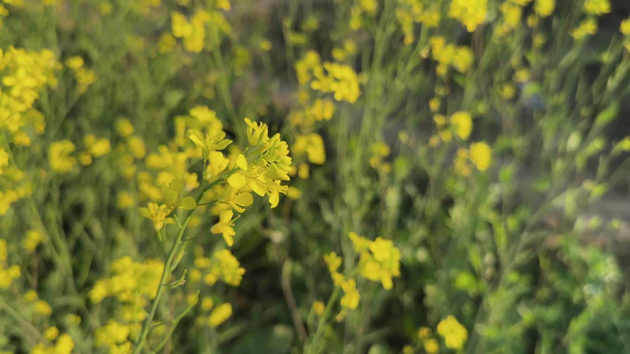 Primo piano statico di fiori di senape in piena fioritura, petali giallo brillante che risaltano su un morbido sfondo verde, profondità di campo ridotta che crea una leggera sfocatura in un tranquillo campo rurale
