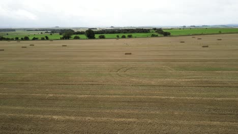 Harvested-wheat-agricultural-field-aerial-view-passing-bundles-of-golden-hay-bales