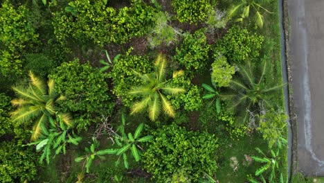 Palm-trees-of-tropical-island-in-Indonesia,-near-agricultural-farm-with-rice-plantations