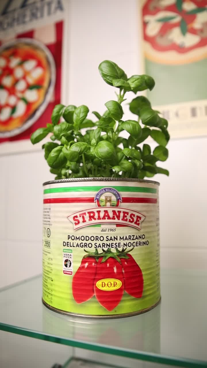Planta de manjericão fresco em uma lata de tomate San Marzano