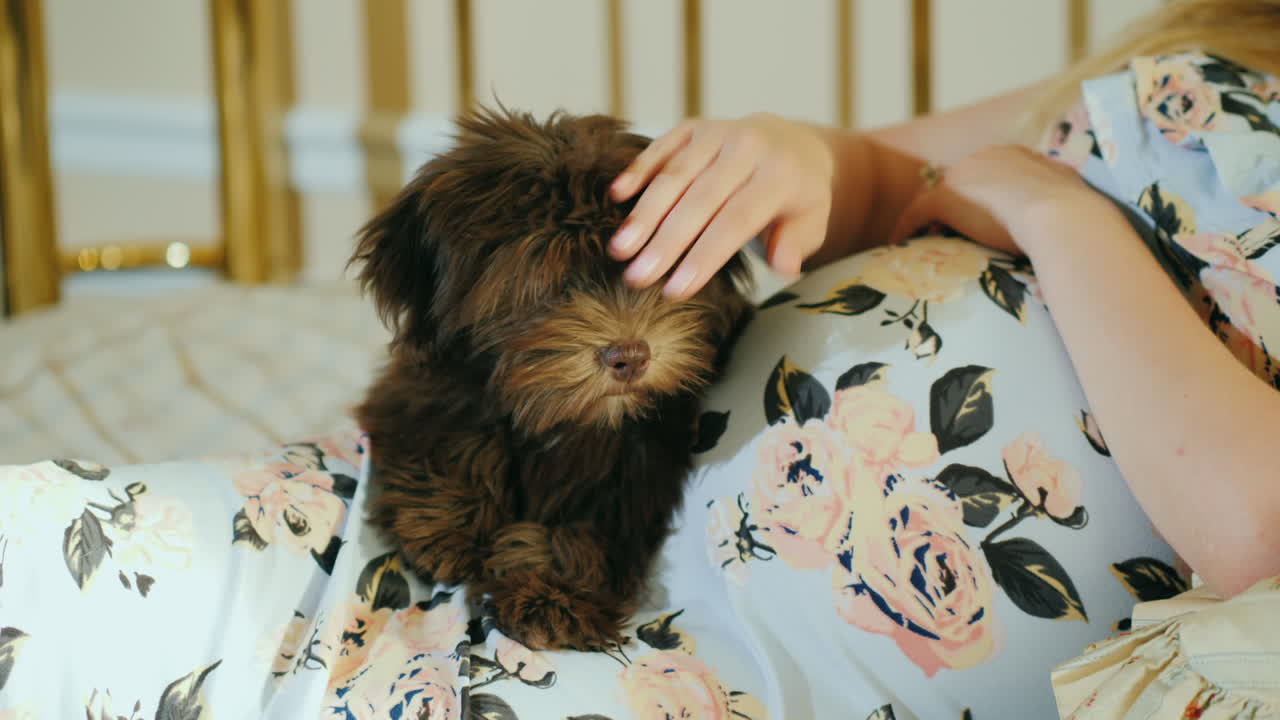 강아지가 그를 쓰다듬는 임산부의 뱃속에 누워있다