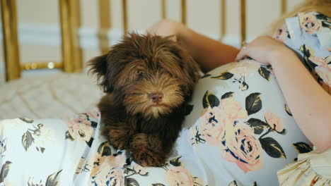 a puppy lies on the belly of a pregnant woman who is stroking him