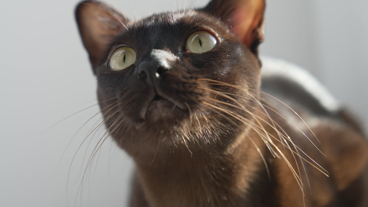 Brown burmese cat. Large cat looking in the camera.
