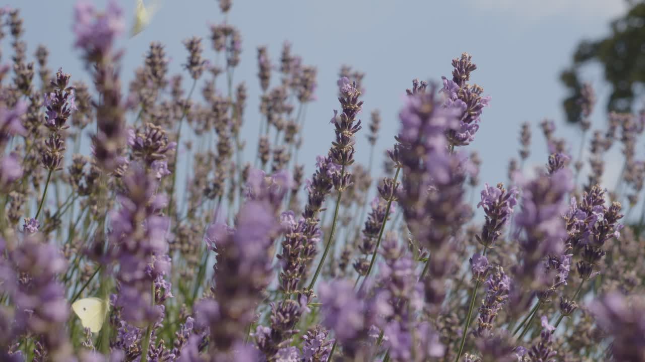 bisy mariposas de azufre común en el campo de lavanda entre abejorros bruja fondo de cielo azul