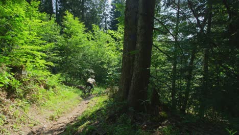 一名山地自行车手在夏天沿着一条小径行驶