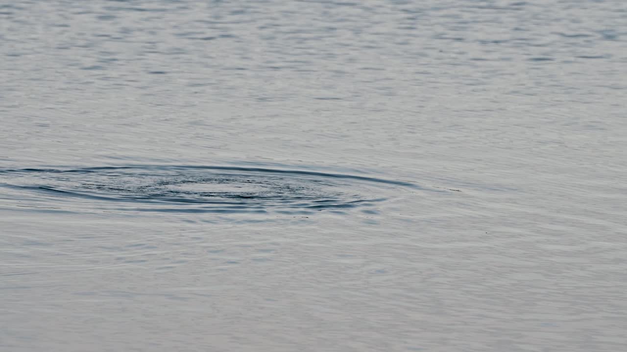 Cormorant bird swimming and diving into lake, Michigan