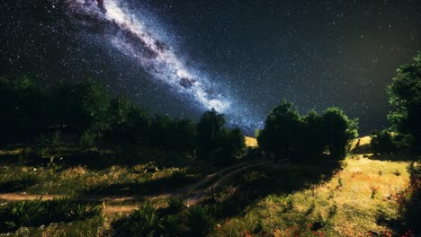 green trees woods in park under night starry sky