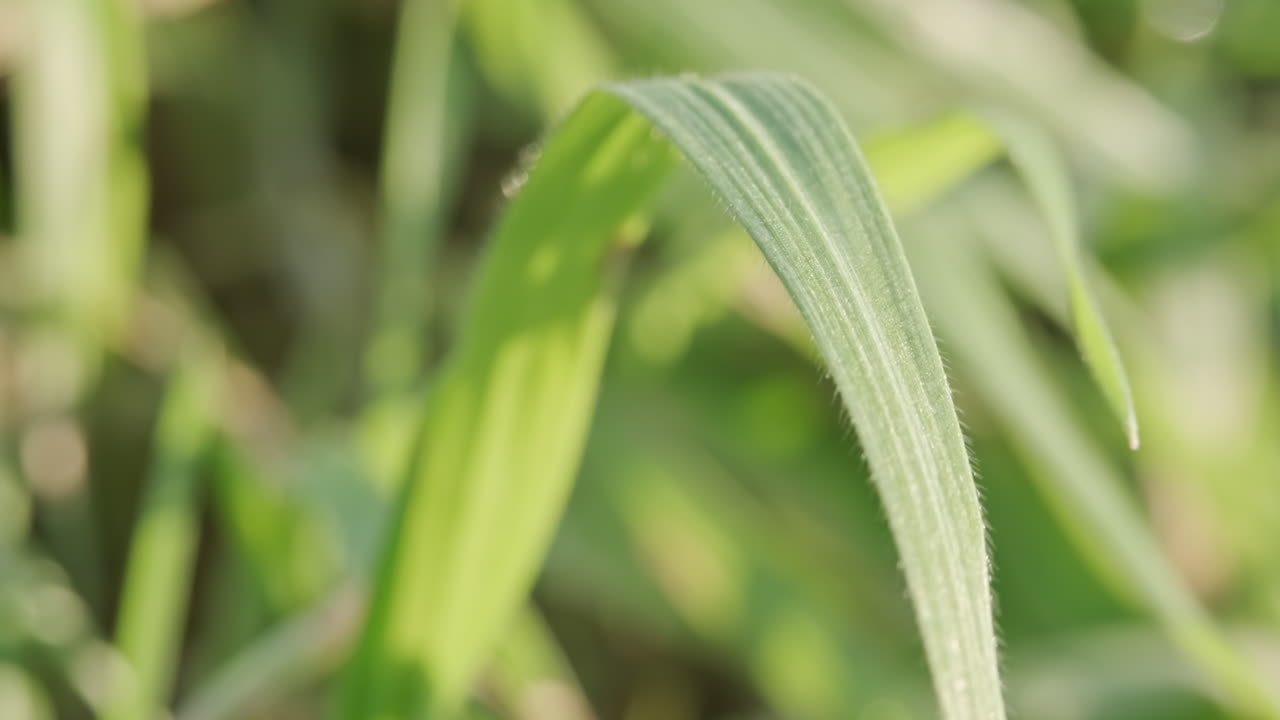 follaje verde de hierba que se balancea con la brisa de la mañana en un día soleado