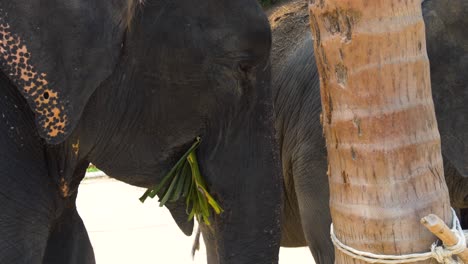elephant eating at sanctuary park near patong, phuket, thailand. close-up shot