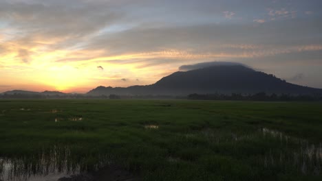 panning of rice paddy field