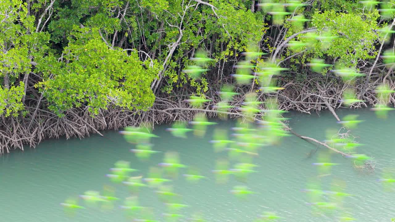 Aerial view of vibrant birds flying over lush mangroves in Port Douglas, Queensland, with dynamic motion and natural lighting